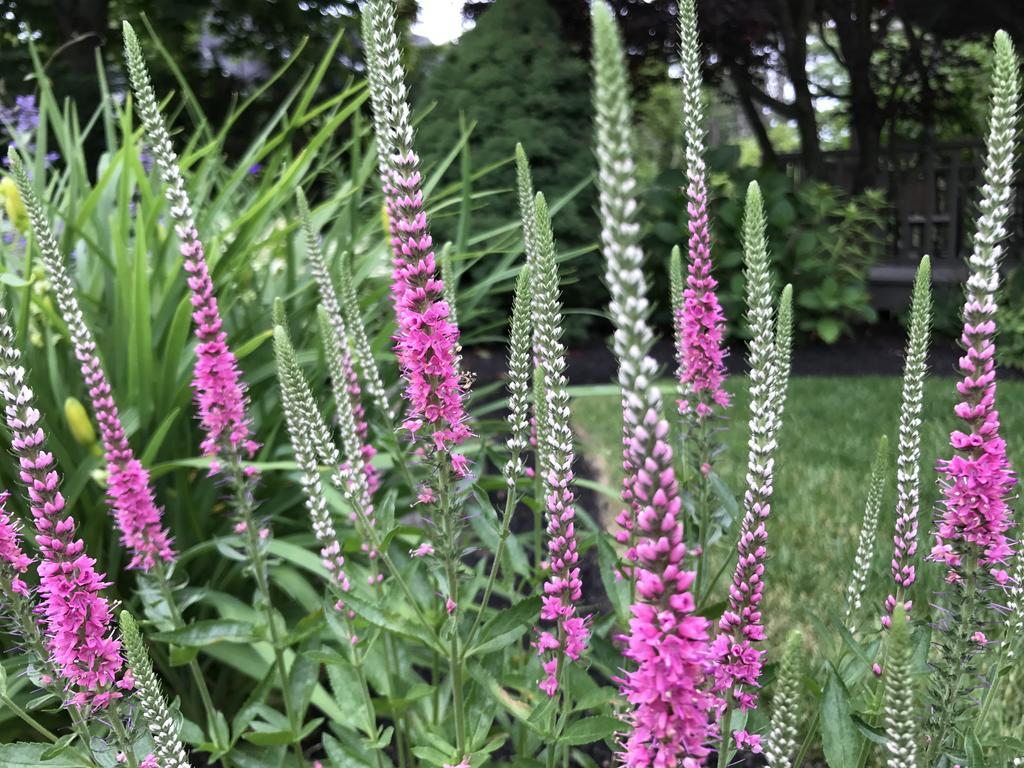 Dragonfly Guest House Ogunquit Esterno foto