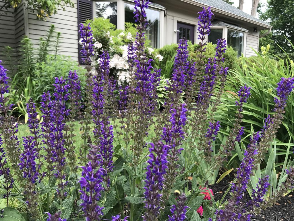 Dragonfly Guest House Ogunquit Esterno foto