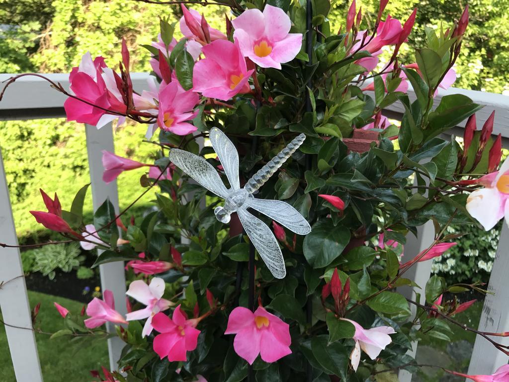 Dragonfly Guest House Ogunquit Esterno foto